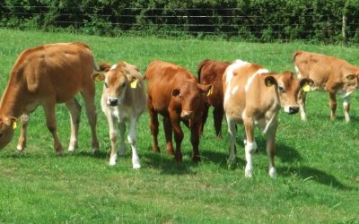 British Rose Veal Suppliers
